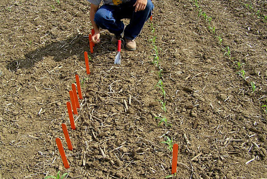 Photo showing a Pioneer brand corn product with the Herculex I trait compared to a susceptible product under black cutworm pressure.