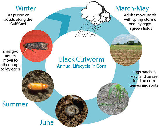 Black Cutworm - Annual Lifecycle in Corn