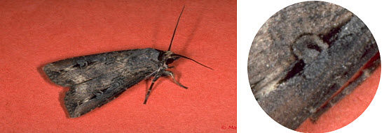Close up photo showing a black cutworm moth and wing.