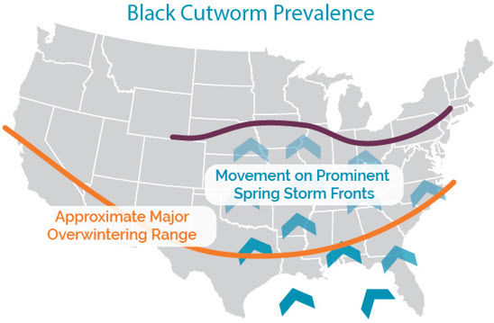 U.S. map showing where black cutworms are a concern.
