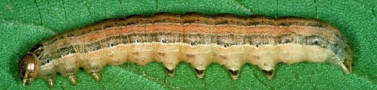 Armyworm