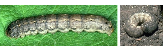 Black cutworm