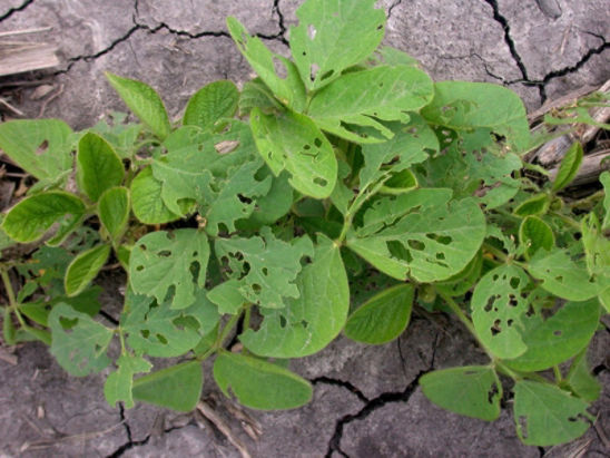 Soybean leaf injury from bean leaf beetles.