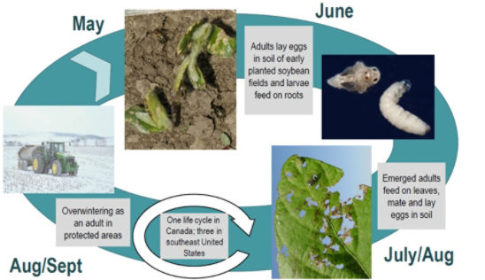 Bean leaf beetle life cycle.