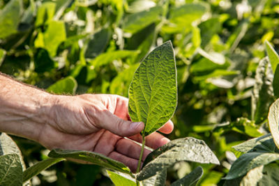 Boas Práticas Agrícolas