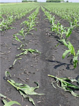 Snapped corn plants at the V5 to V6 growth stage.
