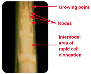 Dissected corn plant showing the developing structures inside the stalk.