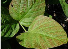 Photo: Leaf bronzing at top of soybean plant due to Cercospora