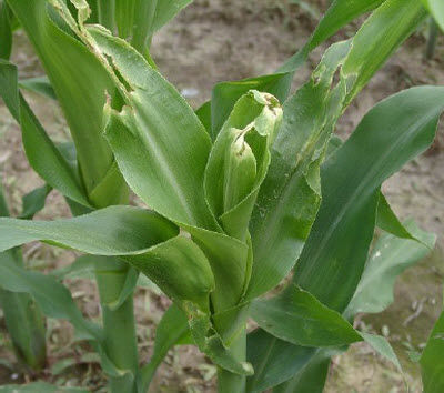 Brown stink bug damage to corn plant.