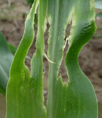 Damaged corn leaf with oval holes and yellow borders.