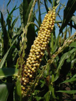 Photo - damaged corn ear on plant