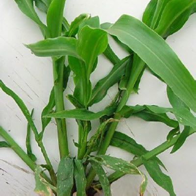 Corn plant tillering caused from stink bugs.