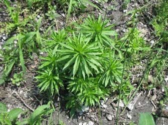 Photo of a Canada fleabane weed.