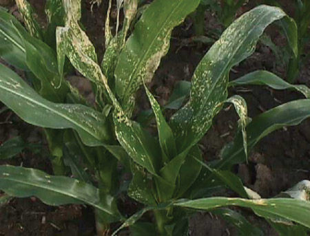 Carfentrazone herbicide symptomology - corn plant leaves.