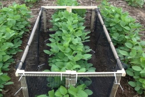 Catch container used in research plots to collect fallen soybean leaves and petioles throughout the growing season.