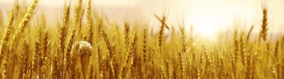 Cereals_banner