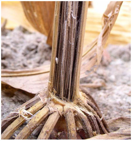 Corn plants with openings caused by insects or environmental damage are more susceptible to fungal infection.