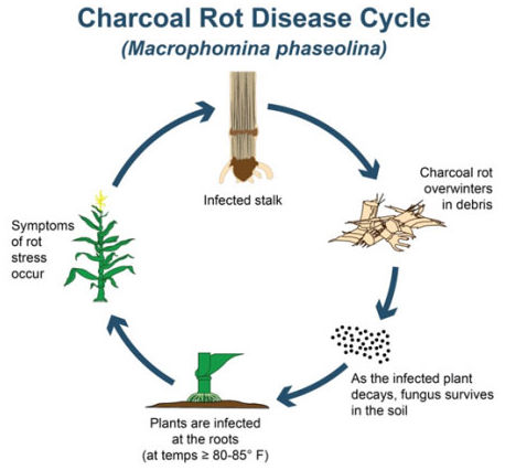 Charcoal rot in corn - disease cycle.