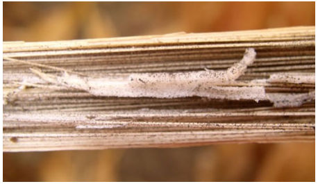 Tiny black sclerotia on the vascular strands of the shredded pith are a characteristic sign of charcoal rot in corn.