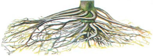 corn roots showing chemical damage symptoms