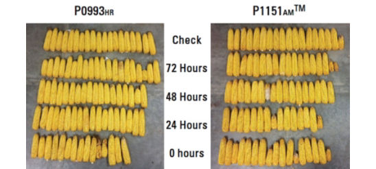 Photos: Ears from P0993HR and P1151AM(TM)