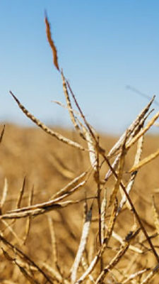 Portfolio produktów Corteva Agriscience