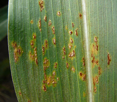 Photo showing common rust pustules on a corn leaf.
