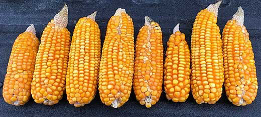 Corn ears showing reduced kernel counts in affected area - rootworm feeding.