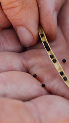 Portfolio produktów Corteva Agriscience