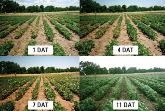 Photo: Cobra study at Princeton, Illinois, in 2012.