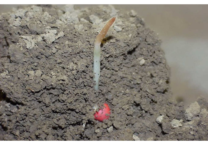 Coleoptile injury from freezing temperatures.