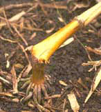 Collapsed corn stalk.