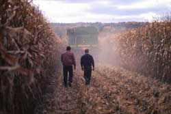 Poorly adjusted combines can have a devastating effect on grain quality.
