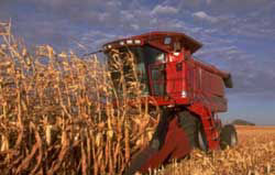 Corn harvest.