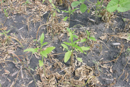 Use of PPO inhibitor herbicides has increased in recent years to manage glyphosate-resistant populations of weeds like common waterhemp.