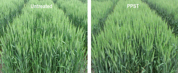 Field comparison of untreated wheat to wheat treated with Pioneer Premium Seed Treatment