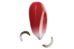 Control y protección fuertes