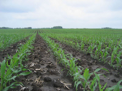 N-sufficient corn field at V5. Most N is applied for corn well ahead of the period of peak crop uptake (V8 to tasseling).