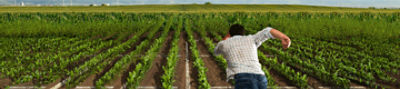 Lumiflex™ seed treatment fungicide