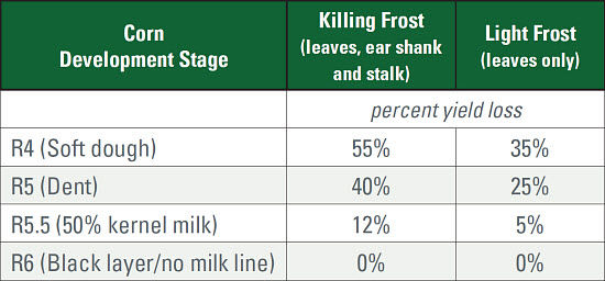 Potential grain yield losses after frost.