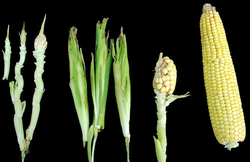 corn-ear-growth-injury