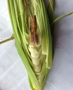 A severely arrested ear of corn with no kernels developed.