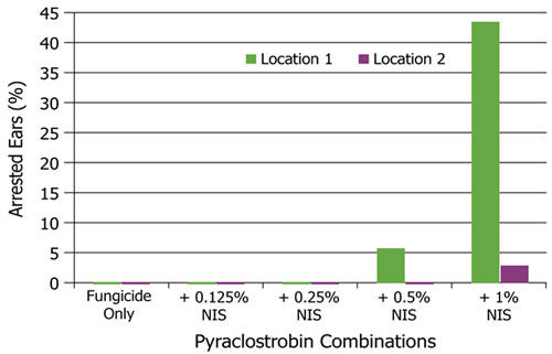 Corn ear response to pyraclostrobin plus several rates of nonionic surfactant applied at the V14 growth stage.