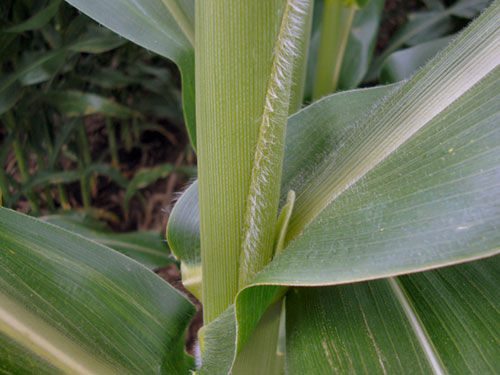 Corn plant with ear shoot emerging from leaf axil.