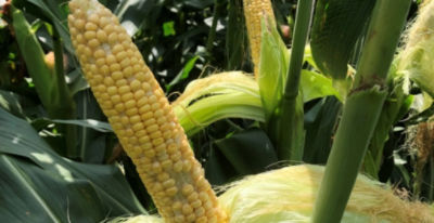 Closeup - corn ears with pollination issues