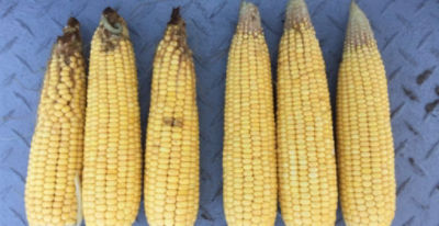 Corn ears side-by-side feeding damage.