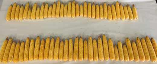 Photo comparing corn ears from plants treated and untreated with ammonium sulfate blocks (1/1000th of an acre).