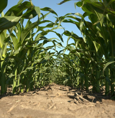 corn row