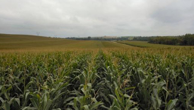 This is a photo of a corn field in mid-summer. A corn canopy needs to intercept 95% or more of photosynthetically active radiation at silking to maximize yield.