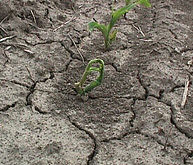 Chloroacetamide injury